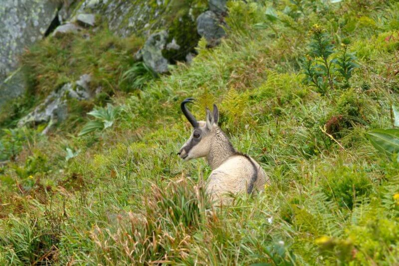 animation découverte des chamois tous les étés